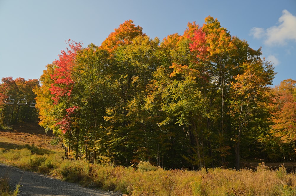 a dirt road surrounded by trees in the fall