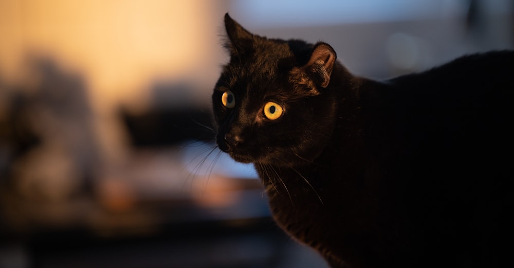 a black cat with yellow eyes staring at the camera