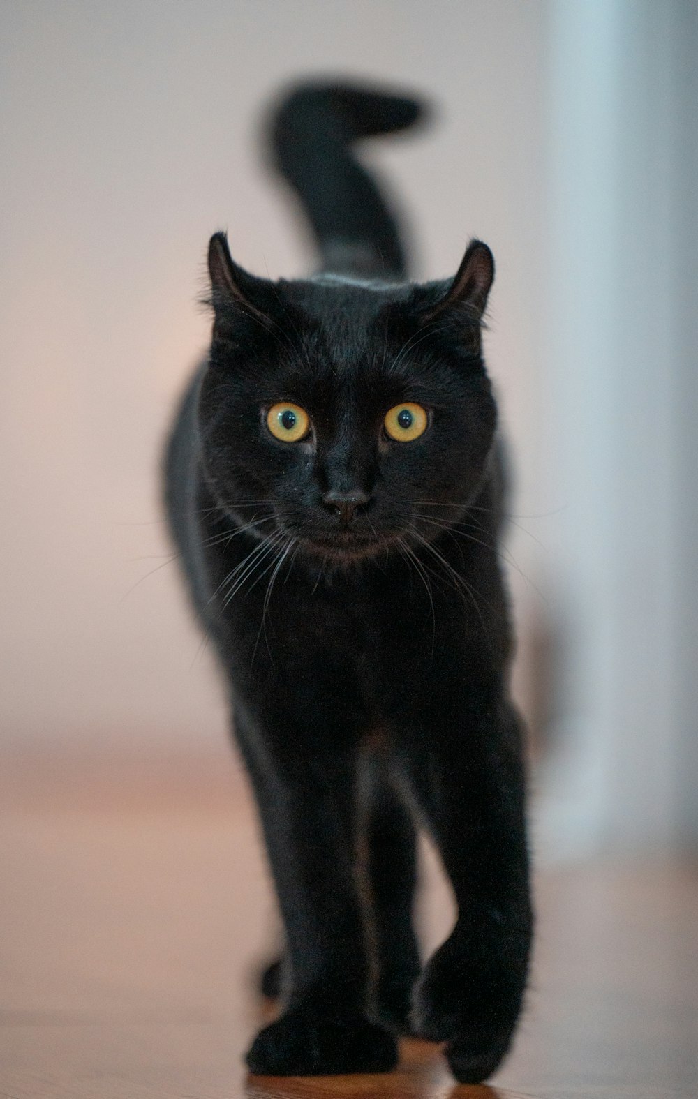 a black cat walking across a wooden floor