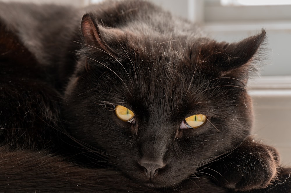 a black cat with yellow eyes laying down