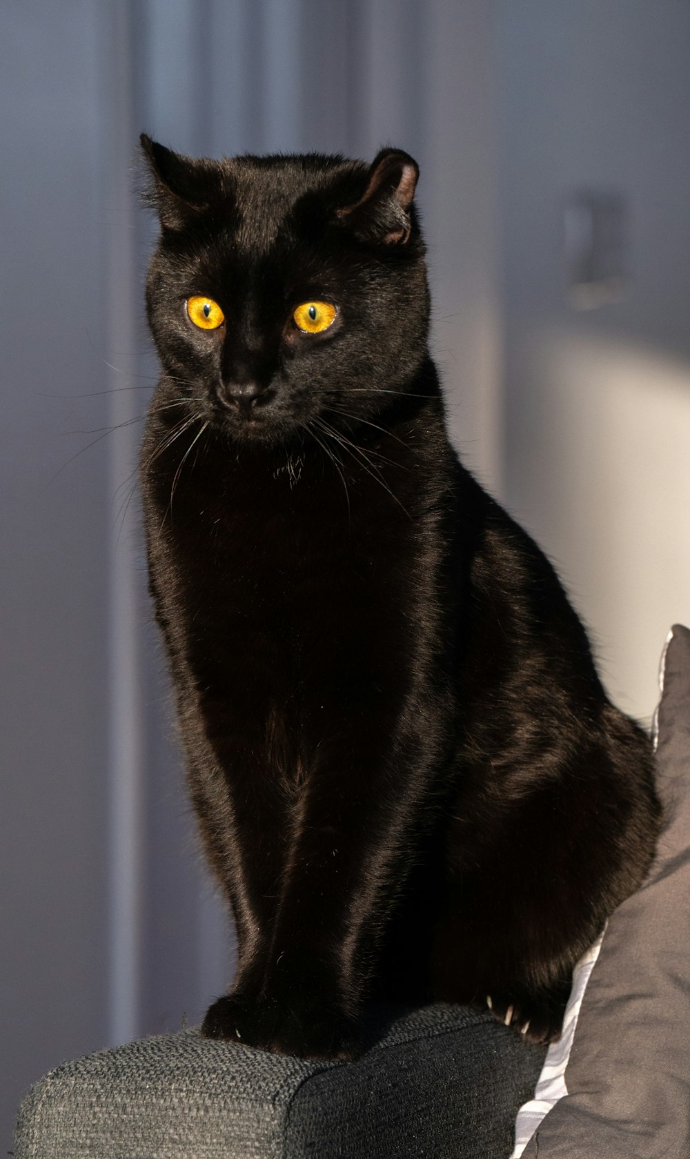 a black cat with yellow eyes sitting on a couch