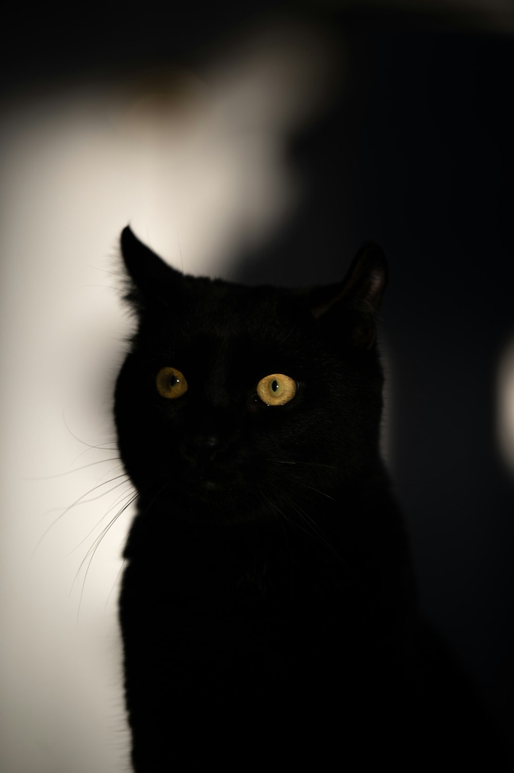 a close up of a black cat with yellow eyes