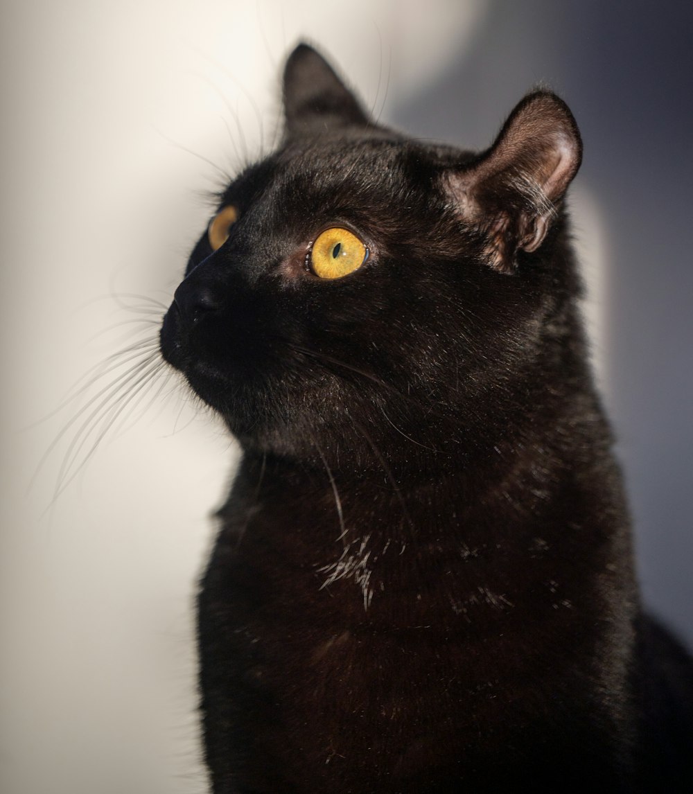 a close up of a black cat with yellow eyes