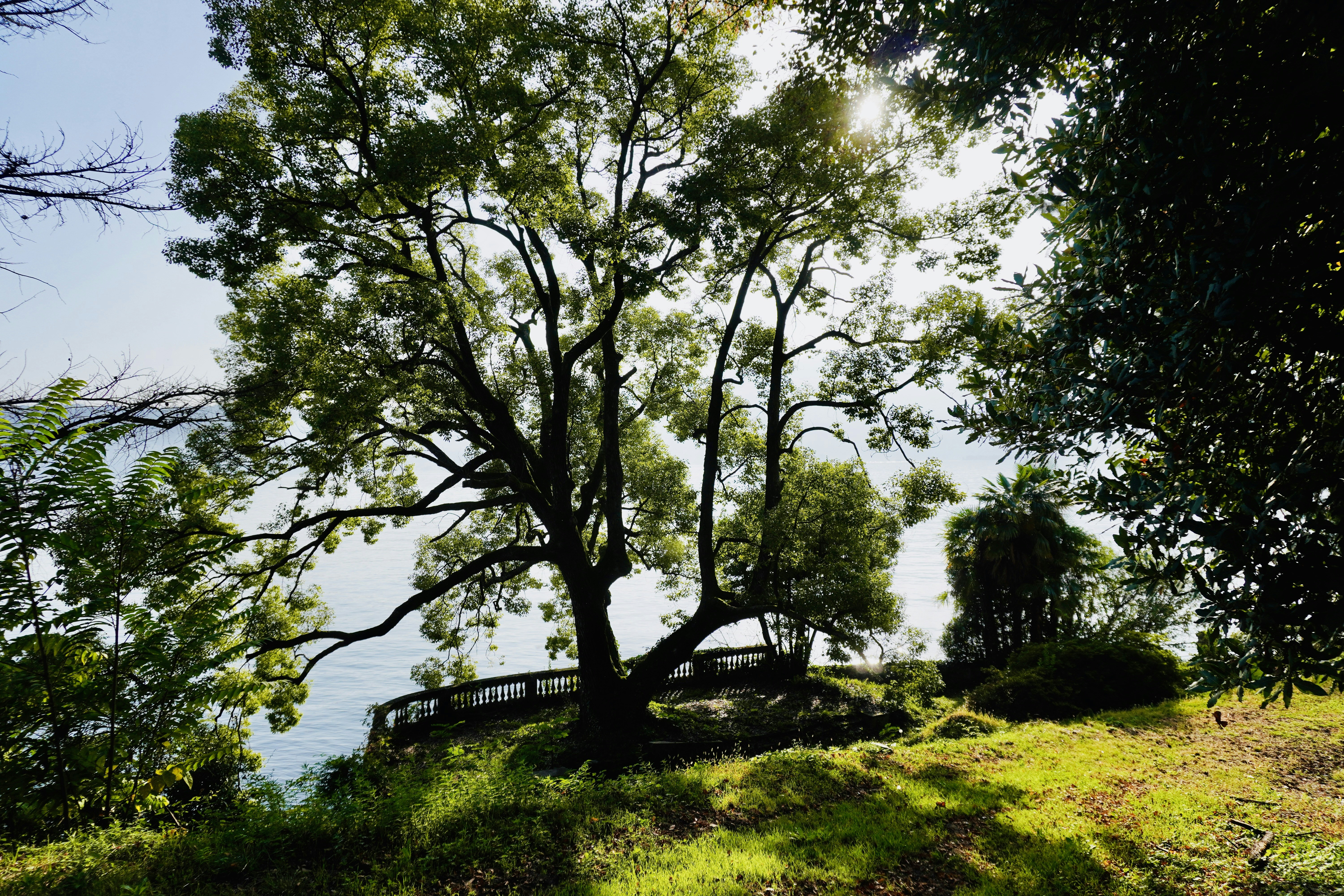 un grand arbre assis au sommet d’une colline verdoyante
