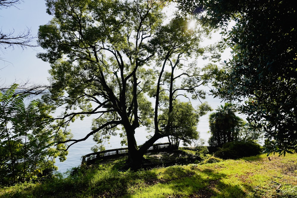 a large tree sitting on top of a lush green hillside