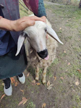 A farmer gently tending to karakul sheep in a sustainable pasture setting.