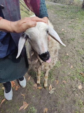 A happy group of sanctuary visitors gently petting a calm sheep.