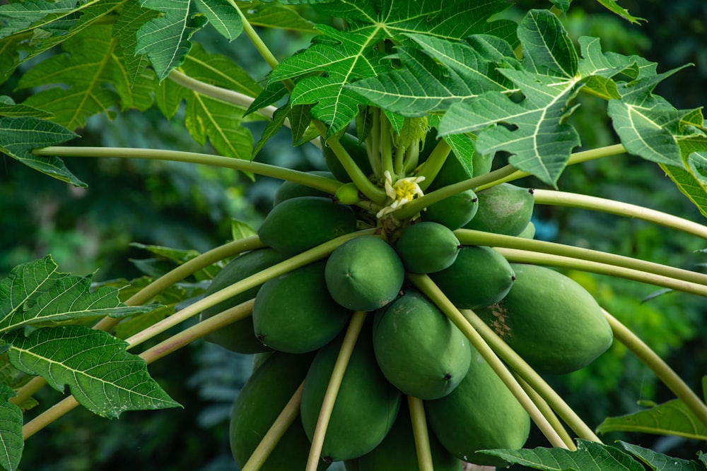 a bunch of green fruit hanging from a tree