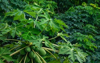 A cluster of green unripe papayas growing on a tree surrounded by large, lush green leaves. The background is filled with dense foliage, giving a sense of a tropical environment.