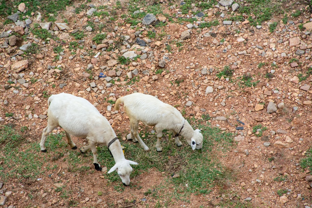 two sheep grazing on grass on a rocky hillside