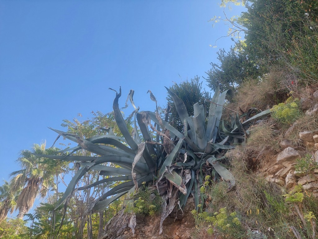 Planta Madre Maguey