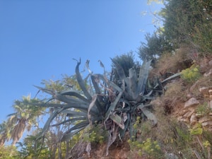 Planta Madre Maguey