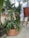 A collection of various potted plants displayed in a garden or greenhouse setting. The plants come in different shapes and sizes, with lush green foliage. Prominent among them is a staghorn fern in a terracotta pot. The background features other leafy plants in pots, placed on a concrete surface next to a wooden stool.