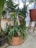 A collection of various potted plants displayed in a garden or greenhouse setting. The plants come in different shapes and sizes, with lush green foliage. Prominent among them is a staghorn fern in a terracotta pot. The background features other leafy plants in pots, placed on a concrete surface next to a wooden stool.