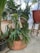 A collection of various potted plants displayed in a garden or greenhouse setting. The plants come in different shapes and sizes, with lush green foliage. Prominent among them is a staghorn fern in a terracotta pot. The background features other leafy plants in pots, placed on a concrete surface next to a wooden stool.