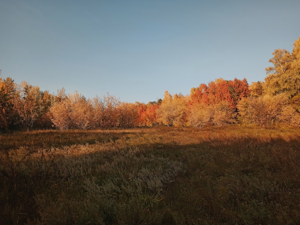 a grassy field with trees in the background