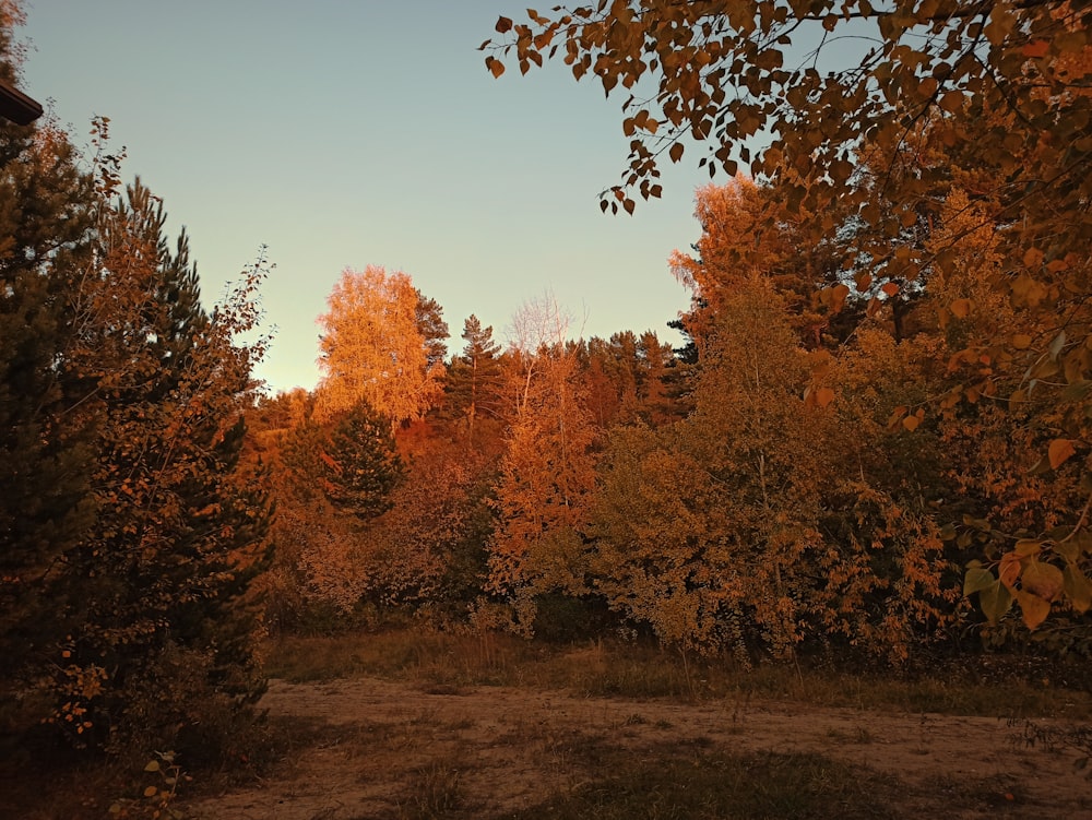 a forest filled with lots of tall trees