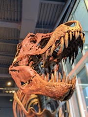 A detailed view of a dinosaur skeleton, focusing on the skull with its large, sharp teeth. The fossil is displayed in a museum setting with indoor lighting and a ceiling visible in the background.