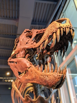 A detailed view of a dinosaur skeleton, focusing on the skull with its large, sharp teeth. The fossil is displayed in a museum setting with indoor lighting and a ceiling visible in the background.