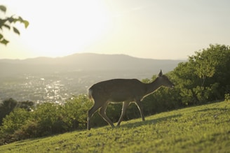 A proud hunter holding a trophy whitetail deer with the sun setting behind rolling hills.