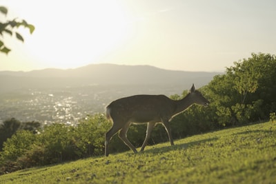 A proud hunter holding a trophy whitetail deer with the sun setting behind rolling hills.