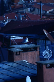 A technician setting up an ultrasonic bird repellent device on a storefront.