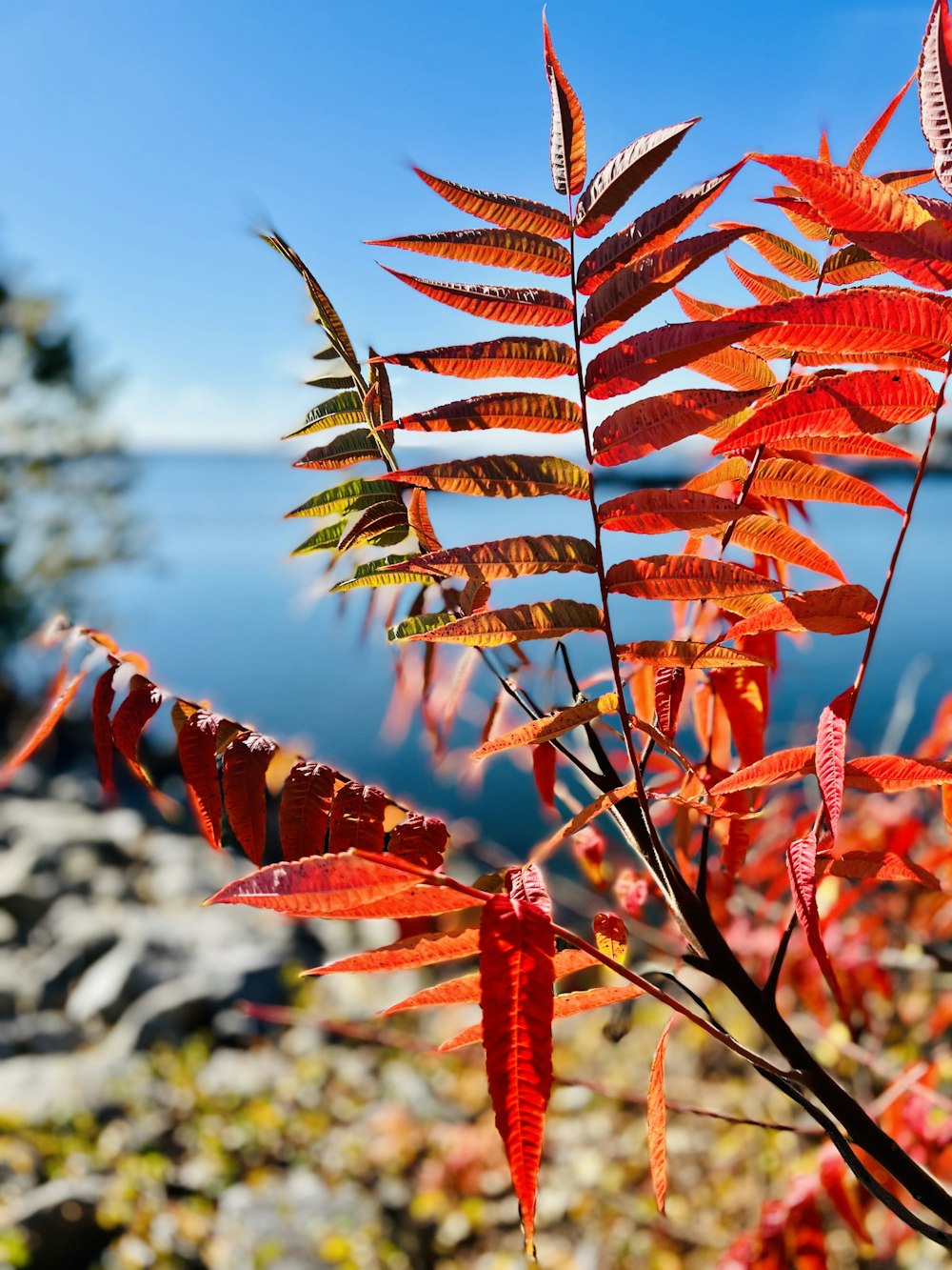a close up of a red plant with water in the background