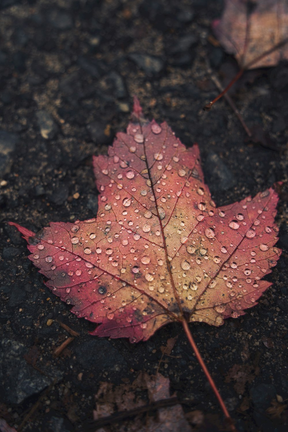 a leaf with water droplets on it laying on the ground
