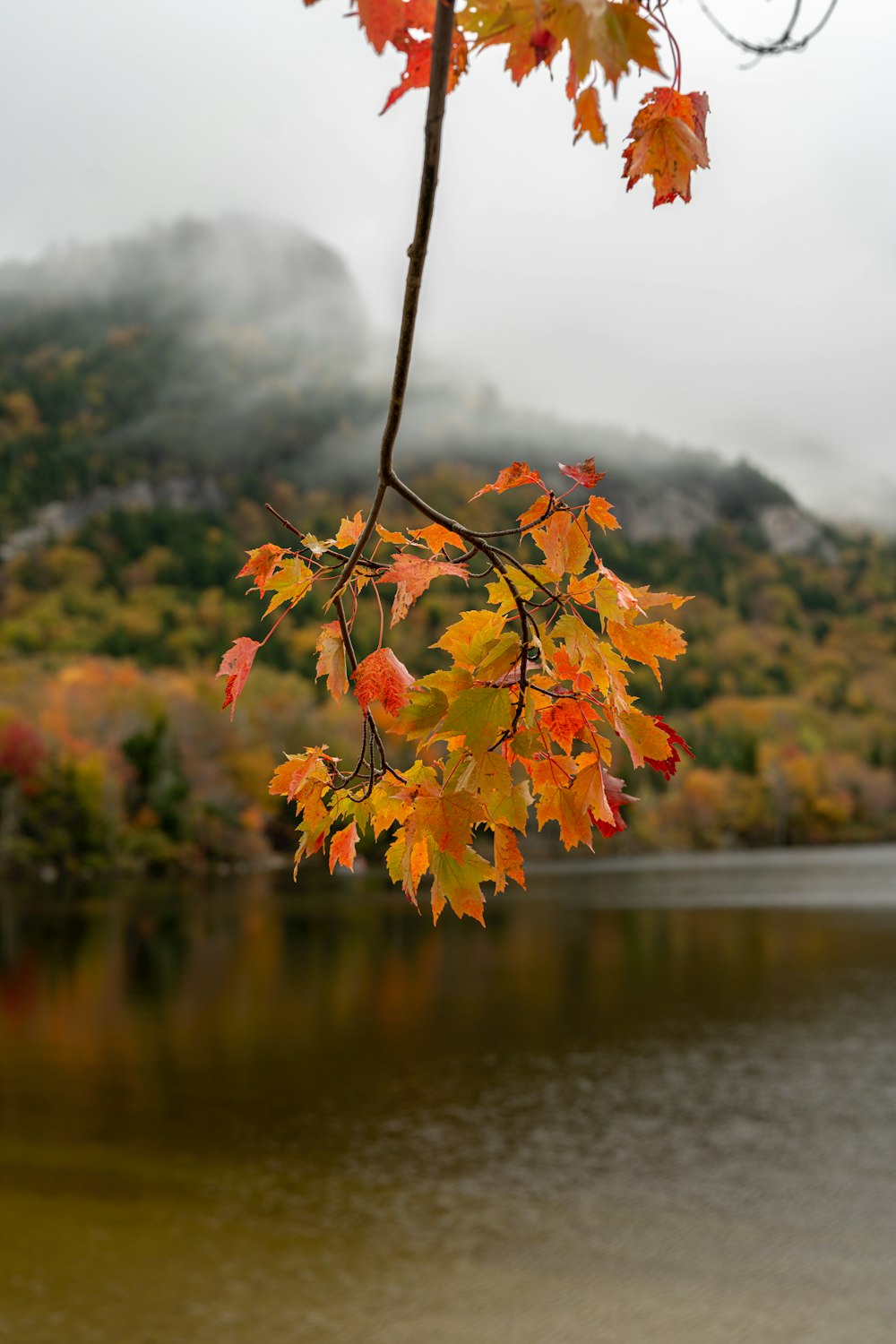 a tree branch with a bunch of leaves on it