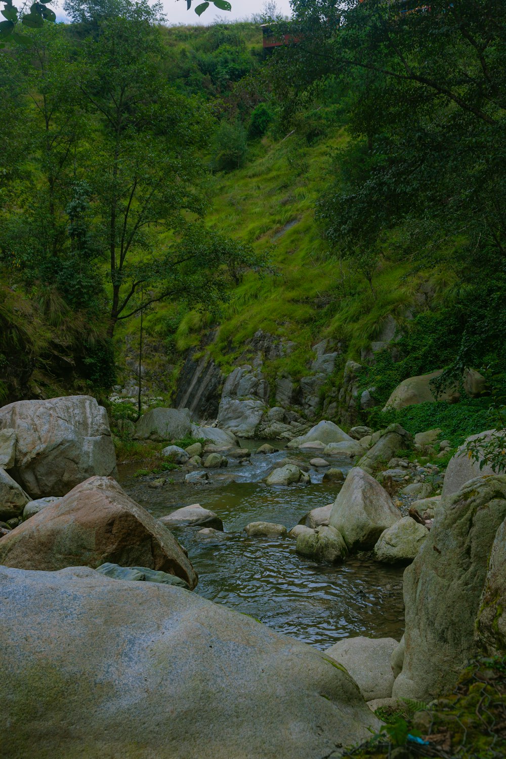 un arroyo que atraviesa un frondoso bosque verde