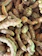 Close-up of vibrant turmeric roots freshly harvested with green leaves.
