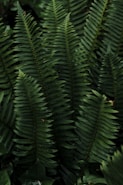 a close up of a green plant with lots of leaves