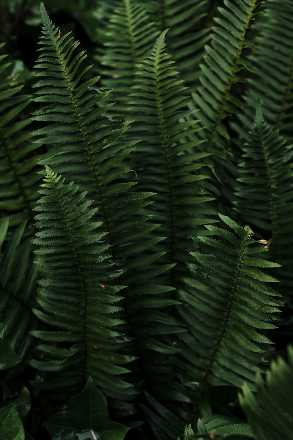 a close up of a green plant with lots of leaves