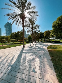 A sunny park scene with tall palm trees casting long shadows on a paved walkway. In the background, there are modern high-rise buildings partially obscured by the bright sun. The path is surrounded by well-trimmed grass and various green bushes.