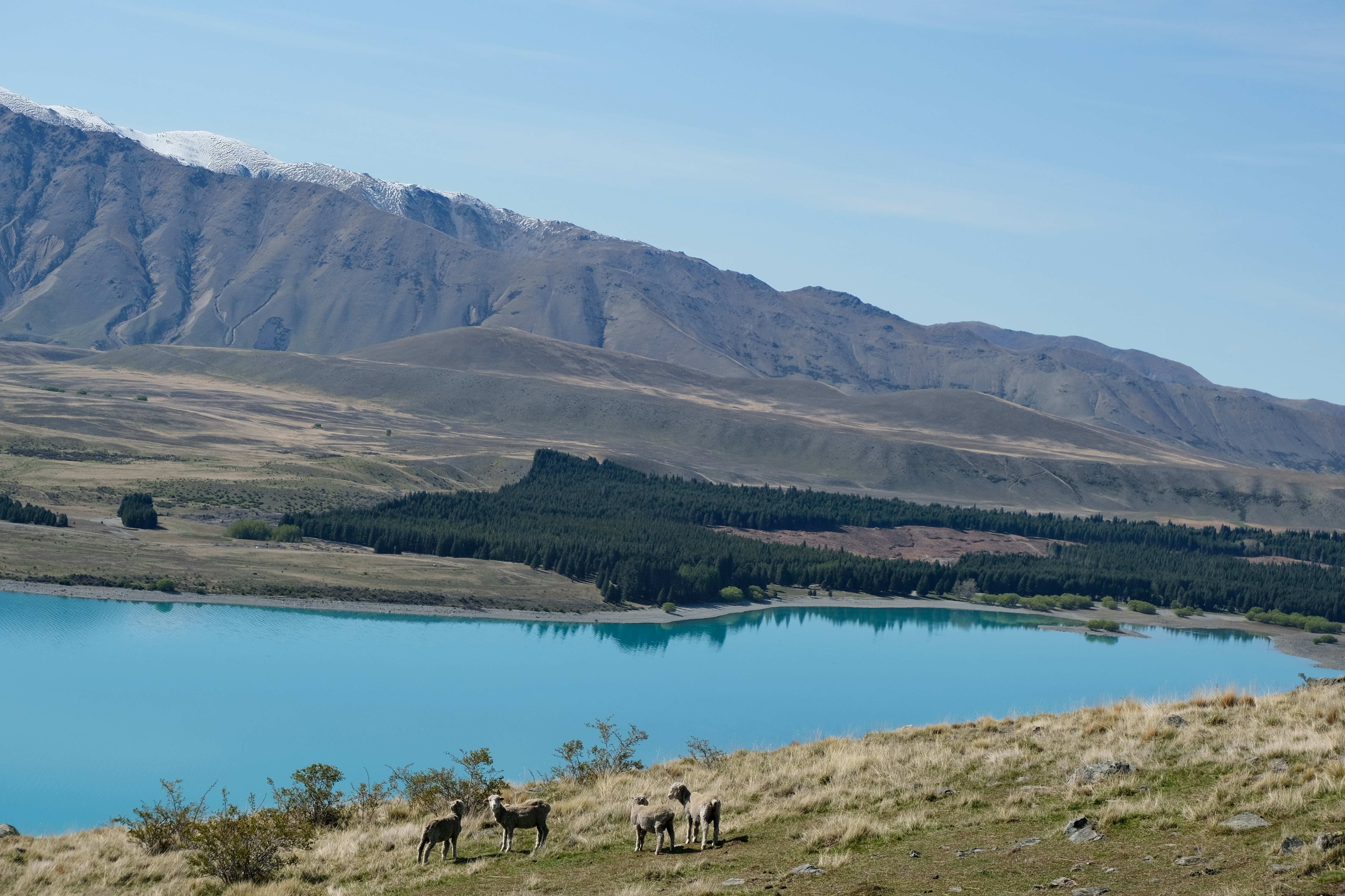 a group of horses standing on top of a grass covered hillside