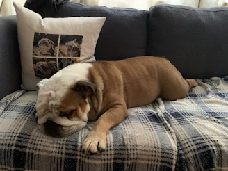 A happy English bulldog puppy playing in a cozy indoor setting.