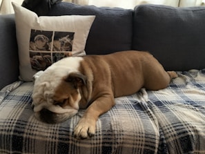 A decorative pillow printed with a charming watercolor of a sleeping bulldog surrounded by flowers