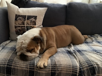 A decorative pillow printed with a charming watercolor of a sleeping bulldog surrounded by flowers