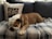 A bulldog is comfortably lying on a dark blue couch covered with a plaid blanket. There is a white pillow beside the dog, which features images of bulldogs on it. The room appears cozy, filled with natural light.