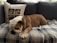 A bulldog is comfortably lying on a dark blue couch covered with a plaid blanket. There is a white pillow beside the dog, which features images of bulldogs on it. The room appears cozy, filled with natural light.