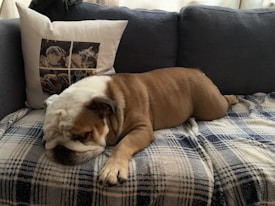 A bulldog is comfortably lying on a dark blue couch covered with a plaid blanket. There is a white pillow beside the dog, which features images of bulldogs on it. The room appears cozy, filled with natural light.