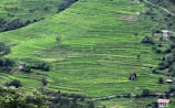 Terraced farms on lush green hills showcasing sustainable crop cultivation.
