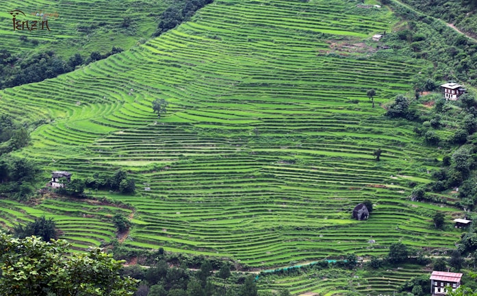 Terraced farms on lush green hills showcasing sustainable crop cultivation.