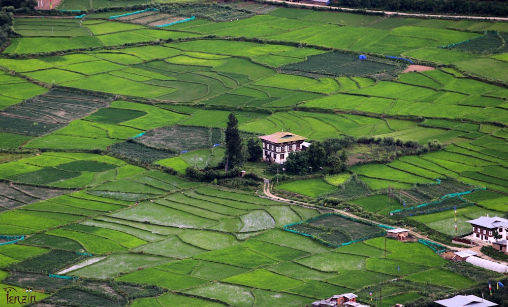 an aerial view of a rice field with a house in the middle