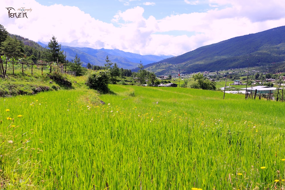 a lush green field with yellow flowers in the foreground