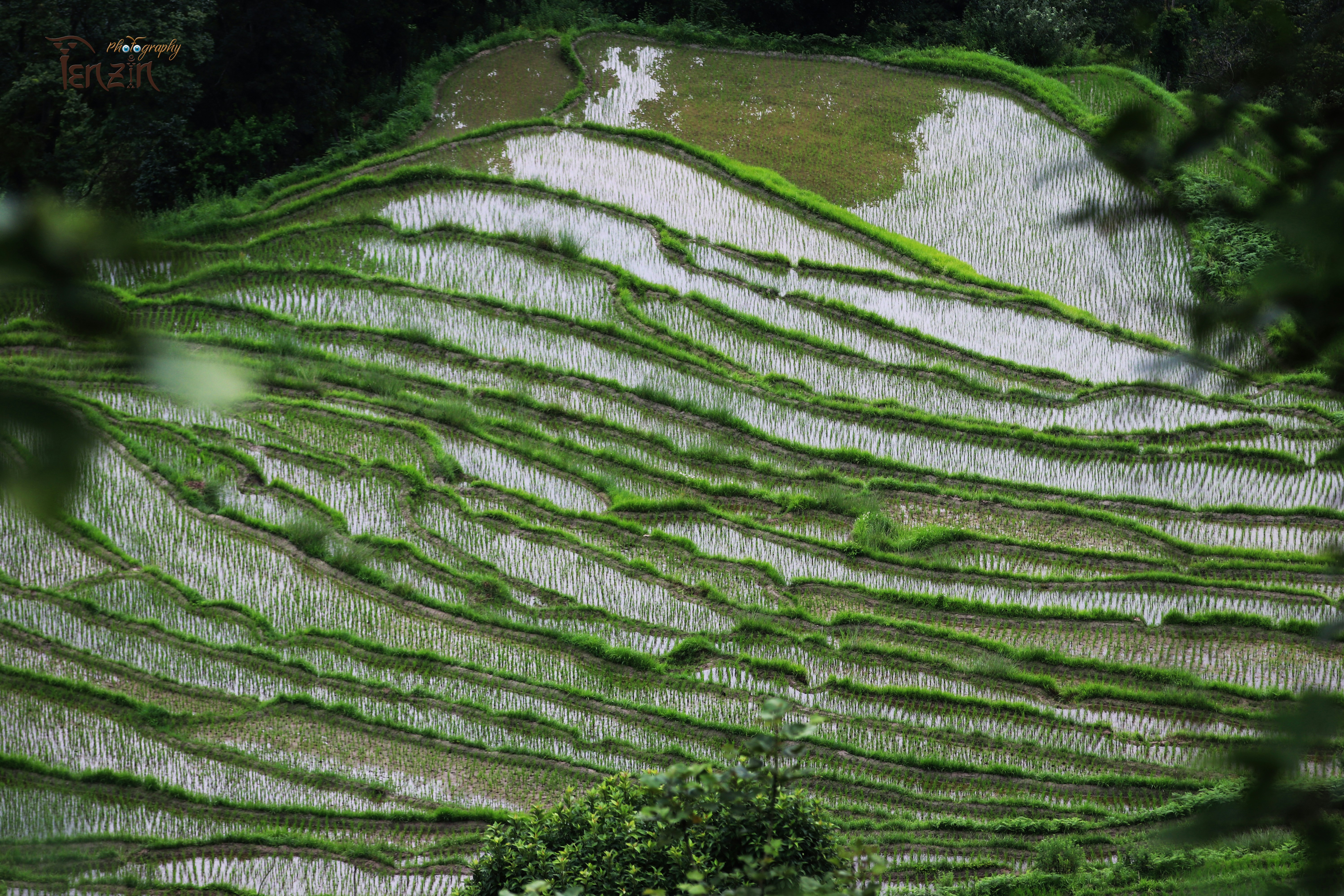 Rice field view from hill