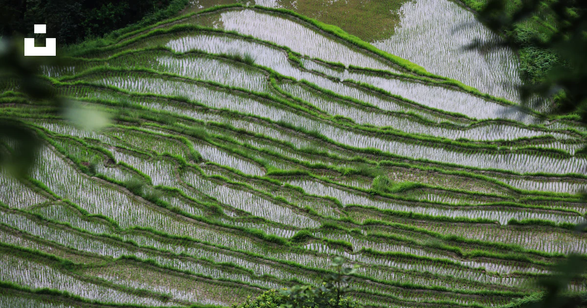Une vue d’une rizière depuis le sommet d’une colline photo – Photo ...