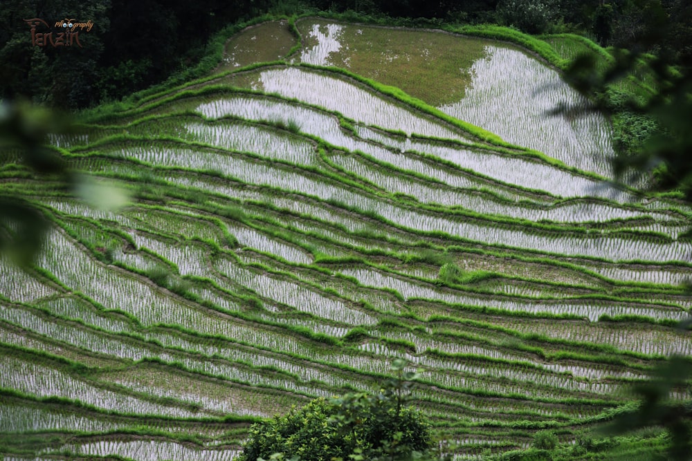a view of a rice field from the top of a hill