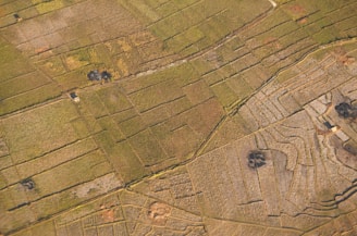 An expansive aerial view of agricultural fields divided into various rectangular and terraced plots. The landscape features different shades of green and brown, with a few scattered structures and small dark patches possibly representing ponds or burn areas.