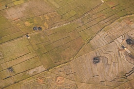 An expansive aerial view of agricultural fields divided into various rectangular and terraced plots. The landscape features different shades of green and brown, with a few scattered structures and small dark patches possibly representing ponds or burn areas.